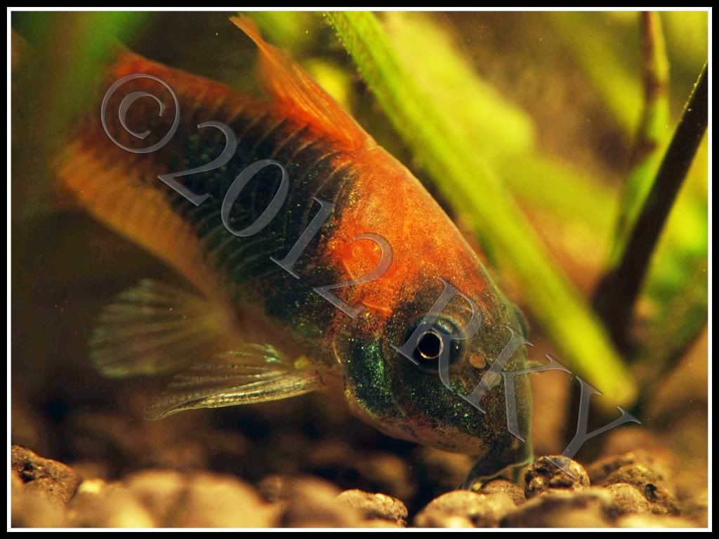 corydoras venezuelanus