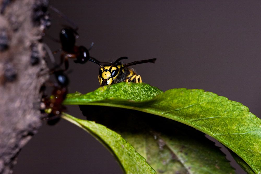 IMAGE: http://i1157.photobucket.com/albums/p590/dawickatwo/wasp2a_zps6d8c9ef1.jpg