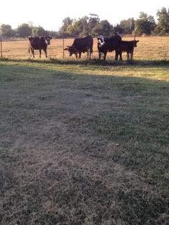 The Meeting! - Cattle