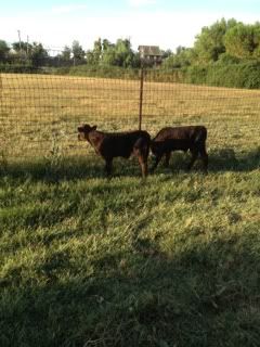The Meeting! - Cattle