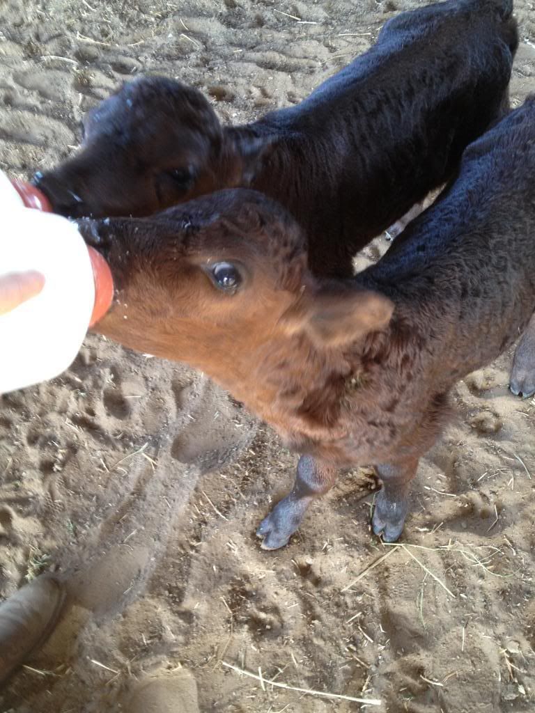New Angus Bottle Babies! - Cattle