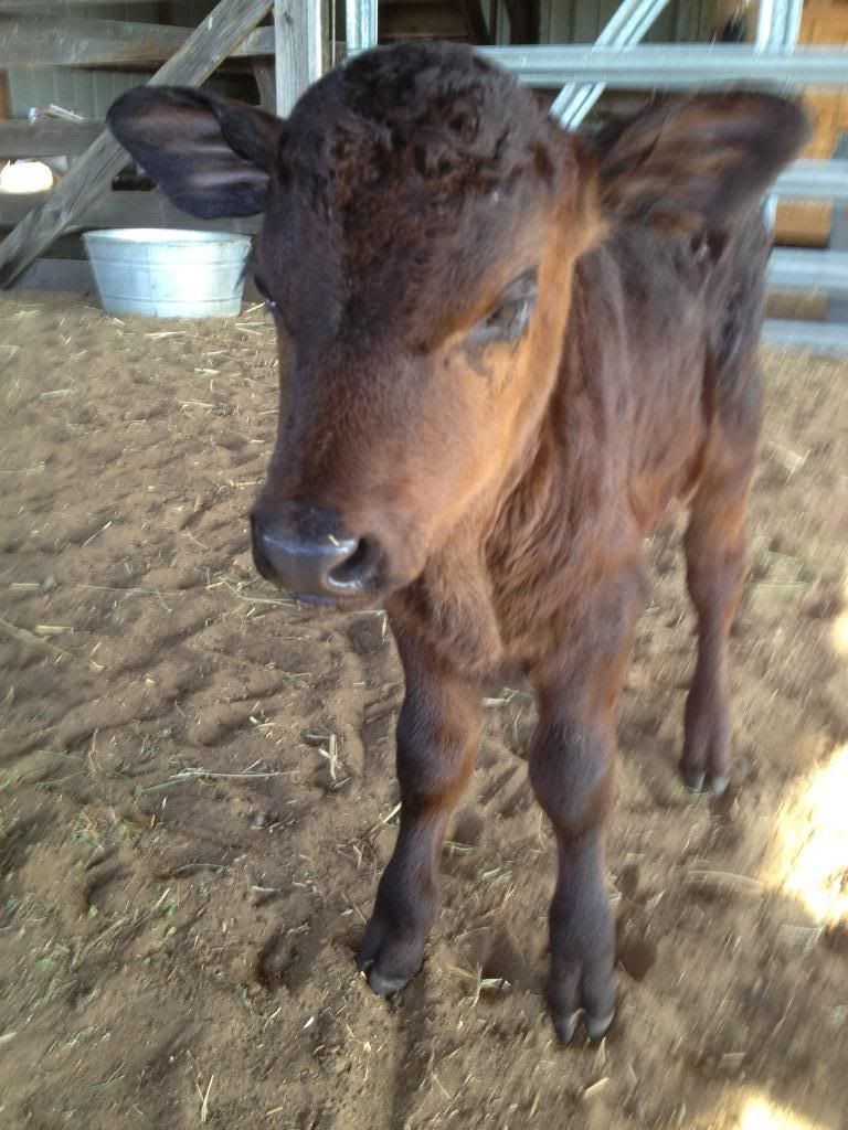New Angus Bottle Babies! - Cattle