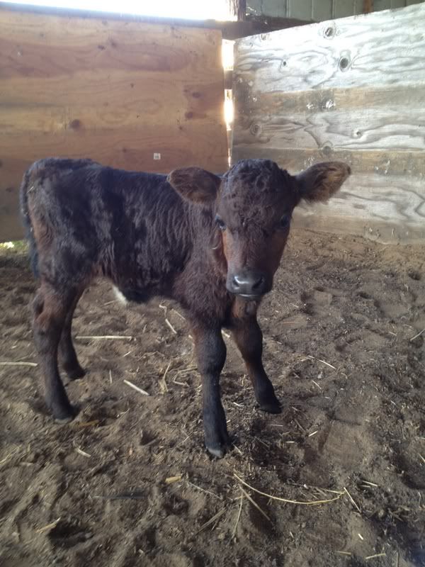 New Angus Bottle Babies! - Cattle