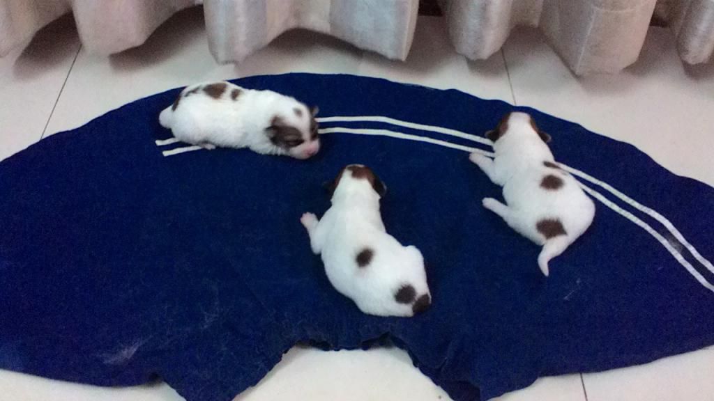 Chó con siêu kute cần tìm chủ tốt - Nha Trang - 4