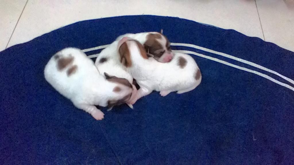 Chó con siêu kute cần tìm chủ tốt - Nha Trang - 3