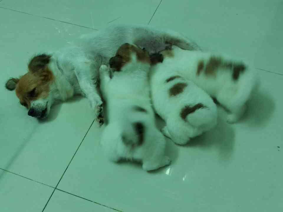 Chó con siêu kute cần tìm chủ tốt - Nha Trang - 13