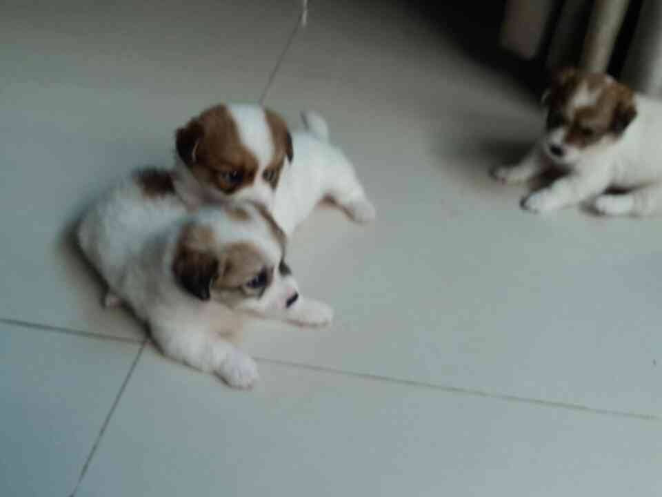 Chó con siêu kute cần tìm chủ tốt - Nha Trang - 12