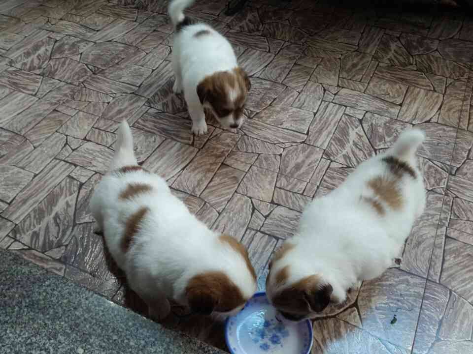 Chó con siêu kute cần tìm chủ tốt - Nha Trang - 14