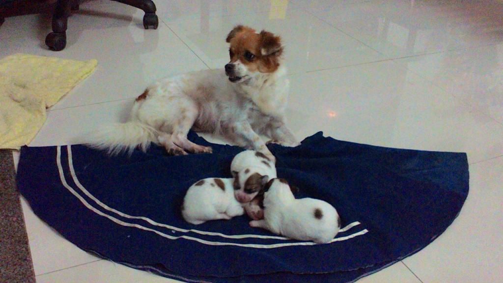 Chó con siêu kute cần tìm chủ tốt - Nha Trang - 1