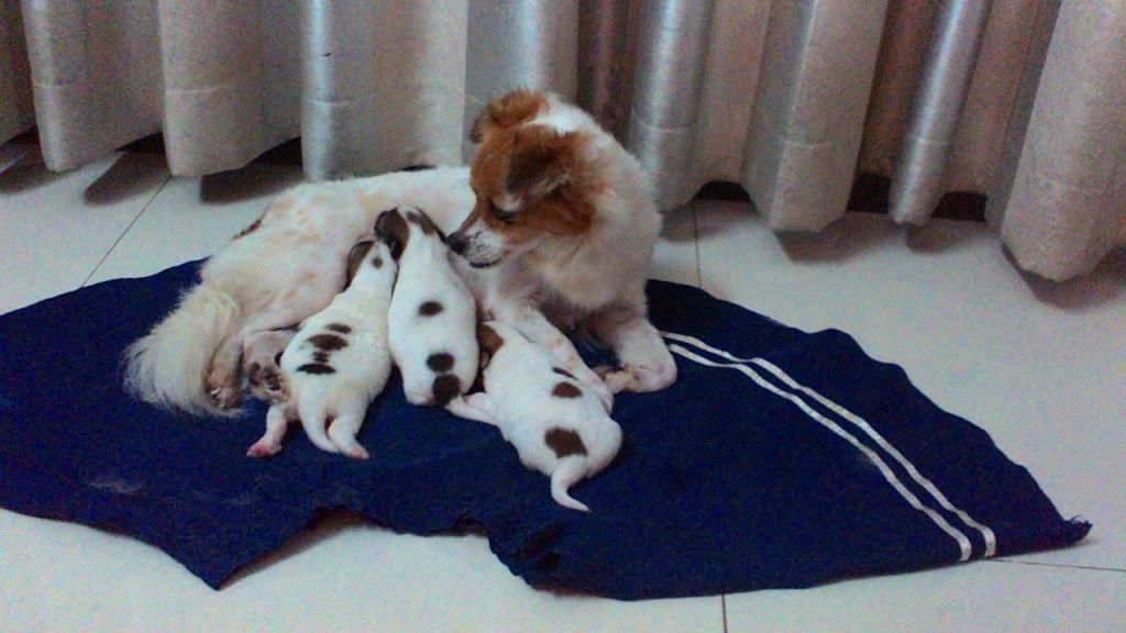 Chó con siêu kute cần tìm chủ tốt - Nha Trang - 2