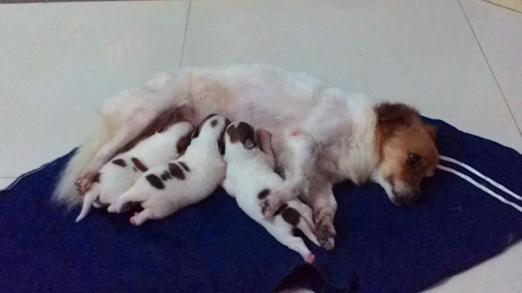 Chó con siêu kute cần tìm chủ tốt - Nha Trang - 6