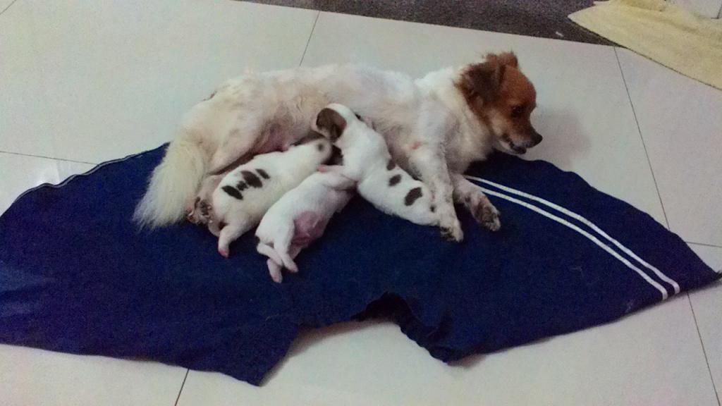 Chó con siêu kute cần tìm chủ tốt - Nha Trang - 5