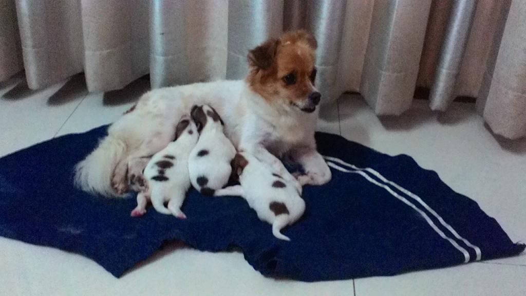 Chó con siêu kute cần tìm chủ tốt - Nha Trang - 7