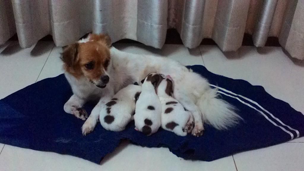 Chó con siêu kute cần tìm chủ tốt - Nha Trang - 8