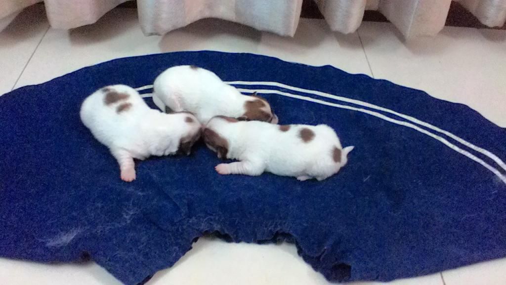 Chó con siêu kute cần tìm chủ tốt - Nha Trang - 9