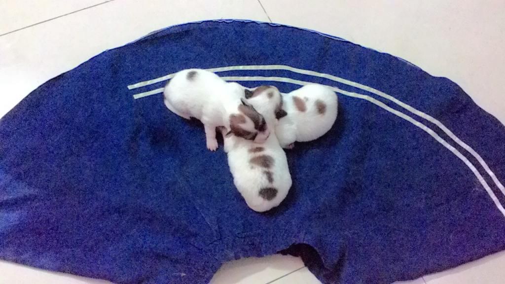 Chó con siêu kute cần tìm chủ tốt - Nha Trang - 10