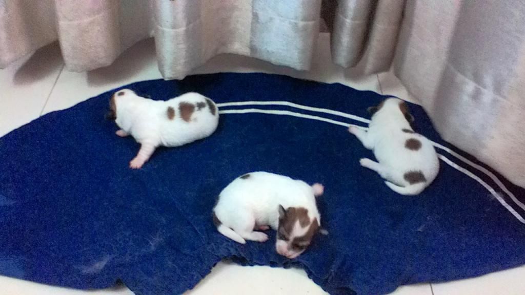 Chó con siêu kute cần tìm chủ tốt - Nha Trang - 11