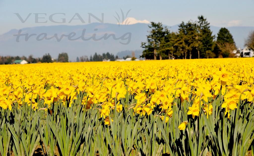 Skagit Valley and Grazing Swans