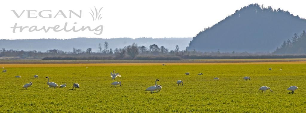 Skagit Valley and Grazing Swans