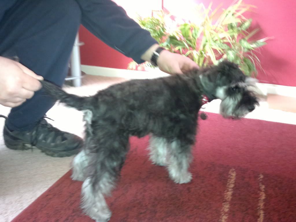 First hand strip Page 3 The Schnauzer Forum