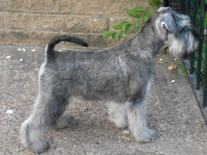 First hand strip Page 3 The Schnauzer Forum