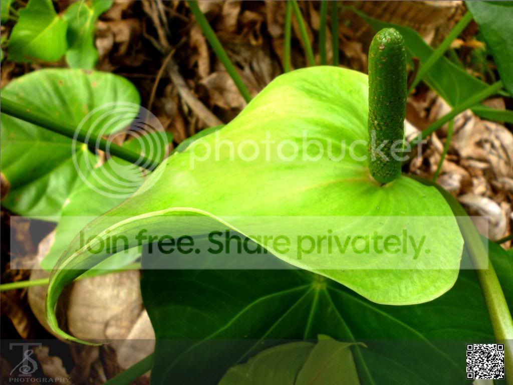 green3_zpsa4aa4b67.jpg