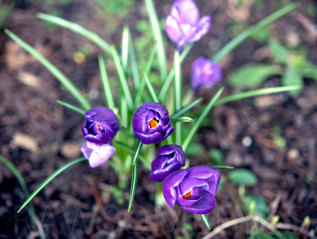 photo DSC_1257 ru_zpsggisasrp.jpg