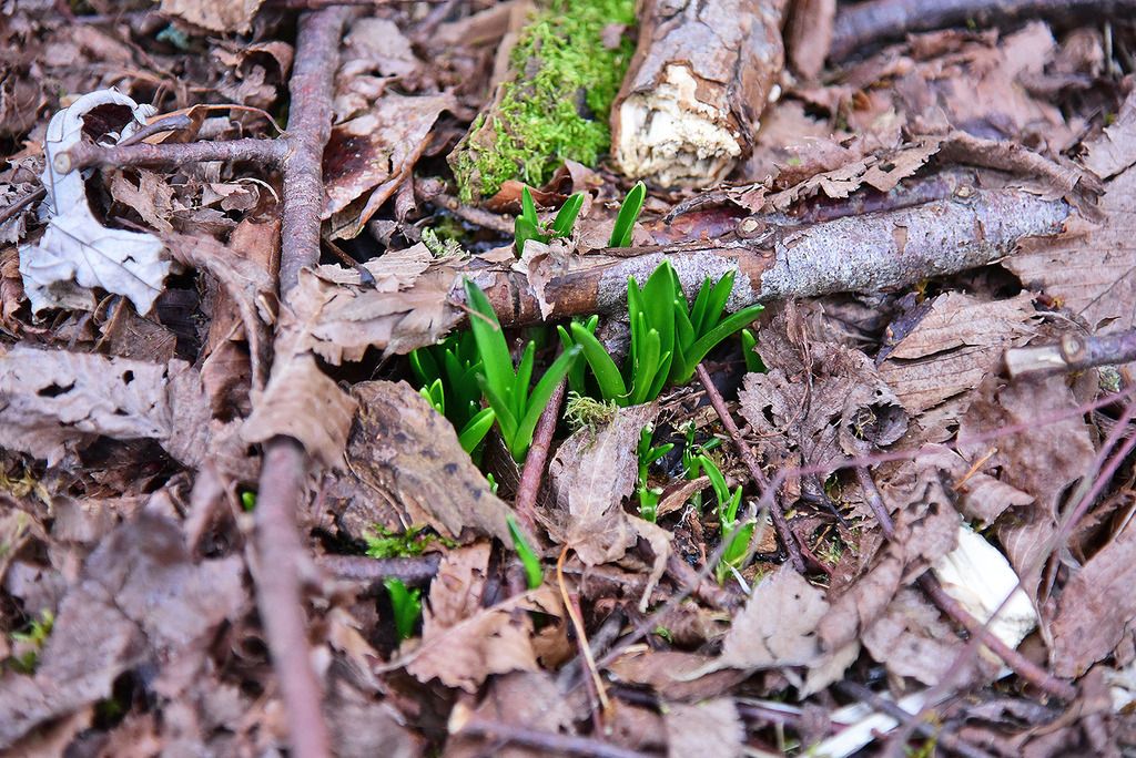 photo DSC_7047_zpsl8a1imxq.jpg