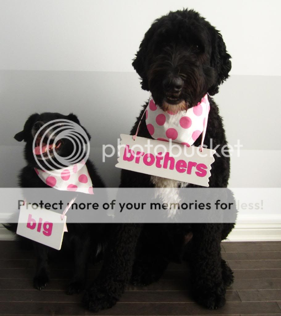 Our gender reveal picture with our dogs! - BabyCenter