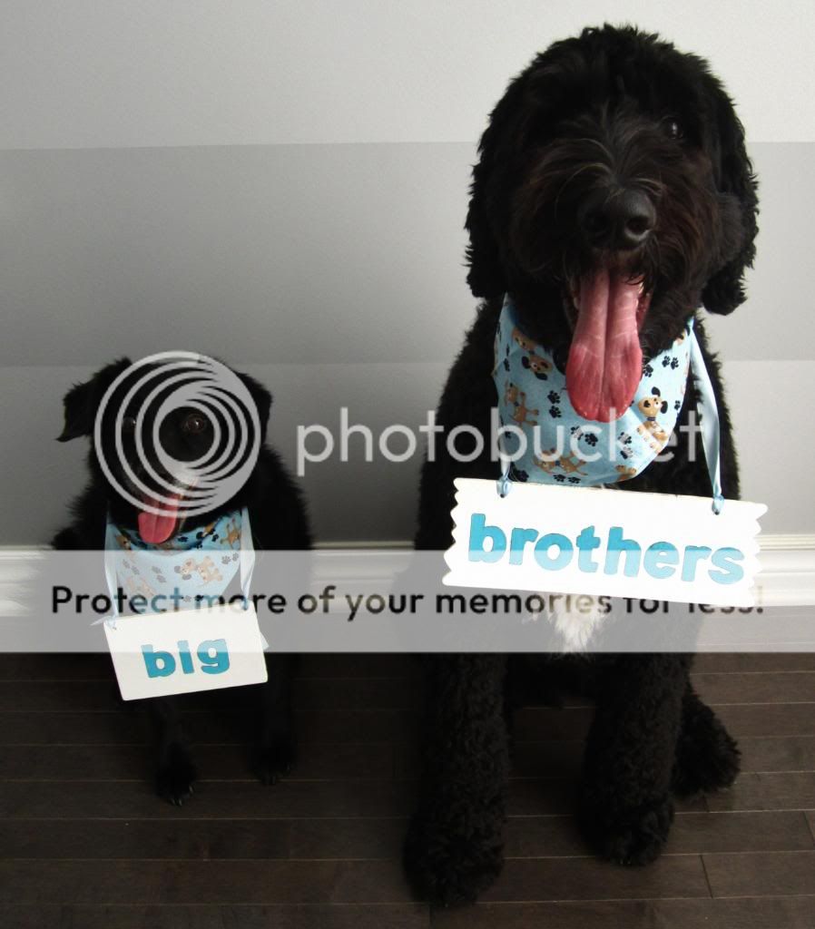 Our gender reveal picture with our dogs! BabyCenter